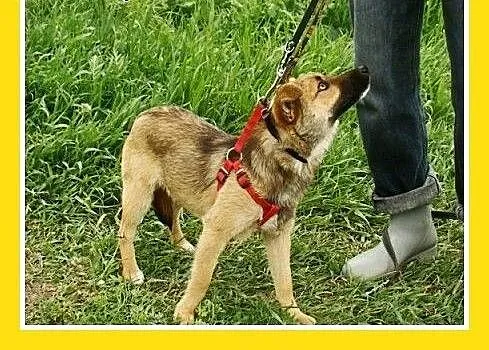 7kg,mały,przyjacielski,łagodny piesek HOX.Adopcja,