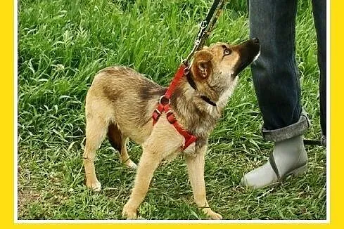 7kg,mały,przyjacielski,łagodny piesek HOX.Adopcja,