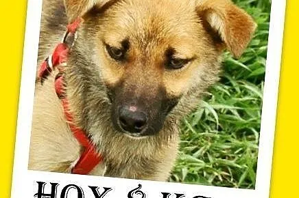 7kg,mały,przyjacielski,łagodny piesek HOX.Adopcja,