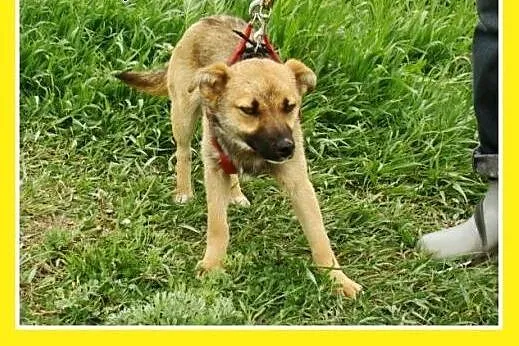 7kg,mały,przyjacielski,łagodny piesek HOX.Adopcja,