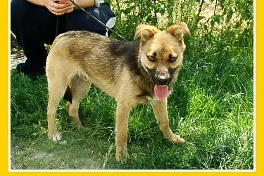 7kg,mały,przyjacielski,łagodny piesek HOX.Adopcja,