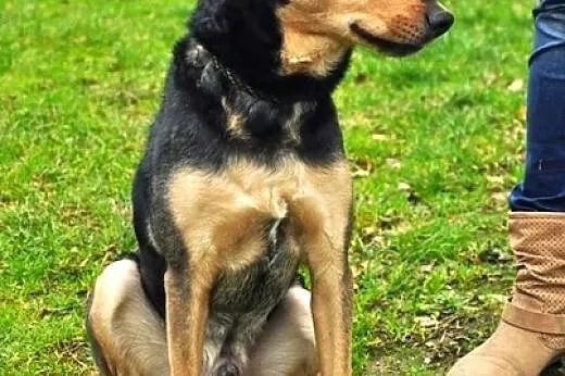 Miluś - pełen nadziei na nowe, dobre życie :),  wa