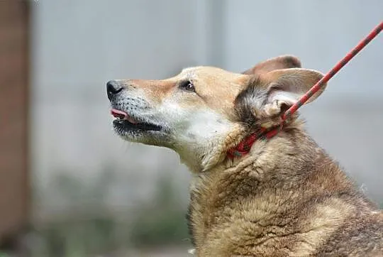 MERLIN radosny psiak kochający ludzi czeka na wymarzony domek ,  mazowieckie Warszawa, Mazowieckie, Warszawa