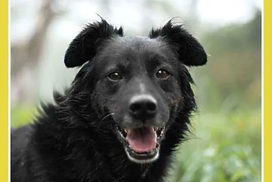 Średni 15 kg, 5 lat,grzeczny,kontaktowy,przyjazny pies CZARLI_Adopcja_