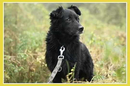 Średni 15 kg, 5 lat,grzeczny,kontaktowy,przyjazny 