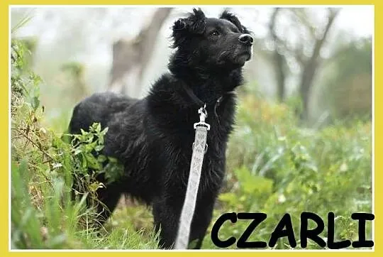 Średni 15 kg, 5 lat,grzeczny,kontaktowy,przyjazny 