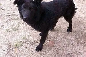 Ufny, łagodny Murzyn do adopcji,  dolnośląskie Jel
