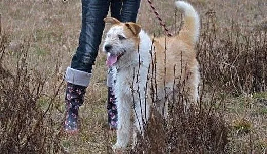 Ziomek o bursztynowych oczkach czeka w biednym prz