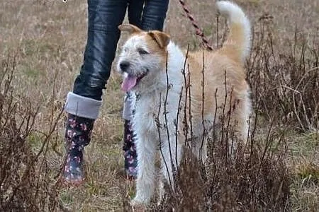 Ziomek o bursztynowych oczkach czeka w biednym prz