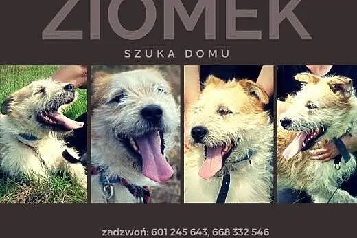 Ziomek o bursztynowych oczkach czeka w biednym prz