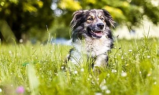 Młoda sunia do adopcji , dolnośląskie Świdnica