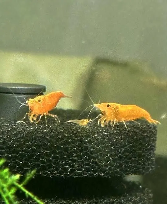 Krewetki neocaridina Orange, Łódzkie, Aleksandrów Łódzki