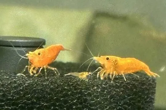 Krewetki neocaridina Orange, Łódzkie, Aleksandrów Łódzki
