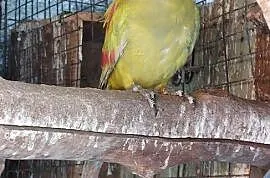 Papuga górska pastel 23r samica , Wodzisław Śląski