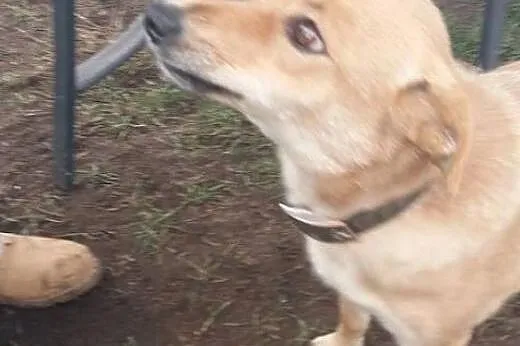 Balbinka panna do adopcji,  śląskie Racibórz