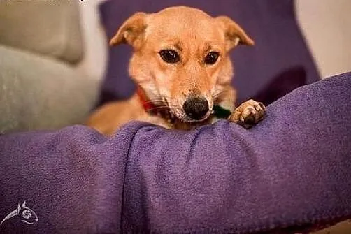 Balbinka panna do adopcji,  śląskie Racibórz