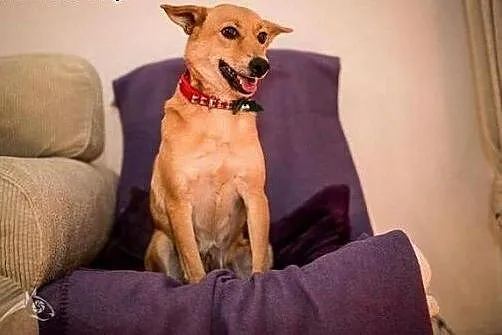 Balbinka panna do adopcji,  śląskie Racibórz