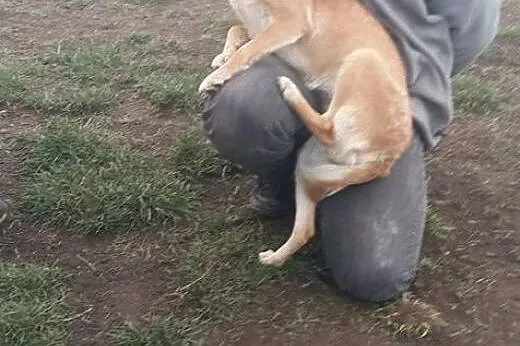 Balbinka panna do adopcji,  śląskie Racibórz