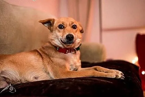 Balbinka panna do adopcji,  śląskie Racibórz