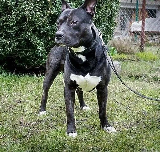 Miki- mix amstaff, mazowieckie Warszawa