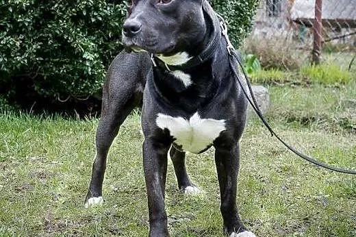 Miki- mix amstaff, mazowieckie Warszawa