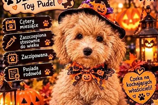 Dziewczynka Toy pudel.