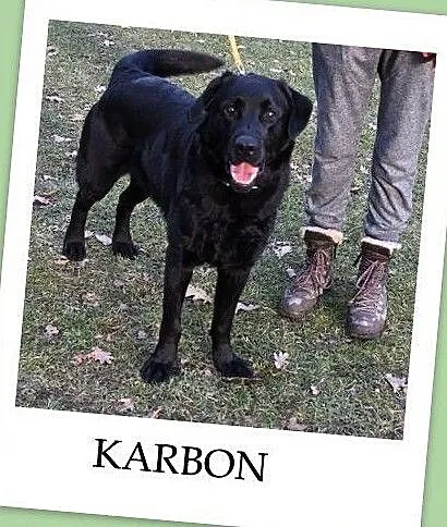 KARBON, 2,5 roczny labrador mix, łagodny,towarzyski,bardzo pozytywny pies.Adopcja., Mazowieckie, Warszawa
