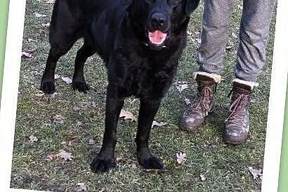 KARBON, 2,5 roczny labrador mix, łagodny,towarzyski,bardzo pozytywny pies.Adopcja., Mazowieckie, Warszawa