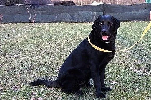 KARBON, 2,5 roczny labrador mix, łagodny,towarzyski,bardzo pozytywny pies.Adopcja., Mazowieckie, Warszawa