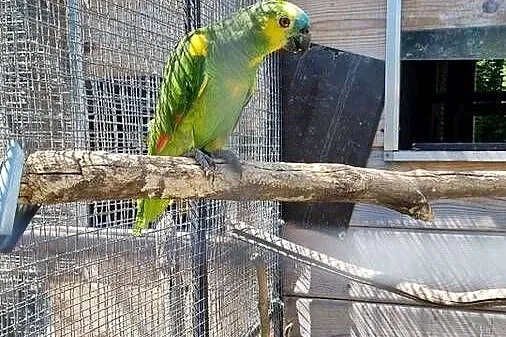 Sprzedam amazonkę niebieskoczelna oritrix