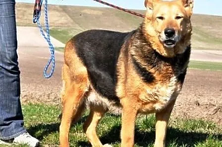 Boni spokojna, niekłopotliwa, kochana suczka mix o