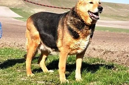Boni spokojna, niekłopotliwa, kochana suczka mix o