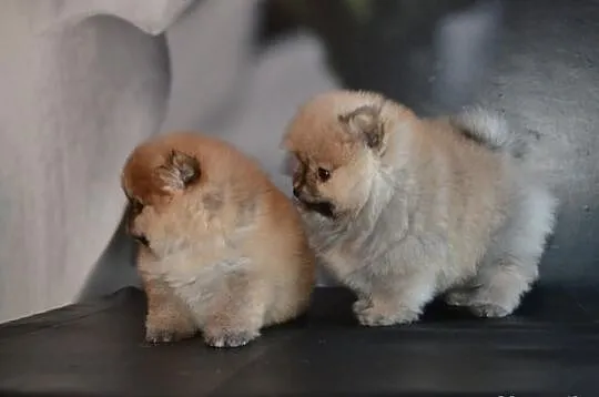 Szpic pomeranian/ FCI