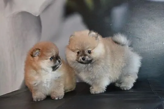 Szpic pomeranian/ FCI