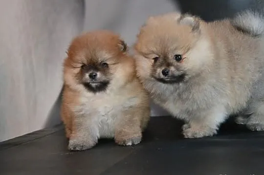 Szpic pomeranian/ FCI