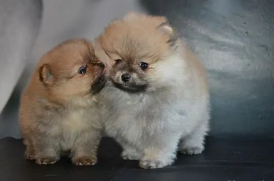 Szpic pomeranian/ FCI