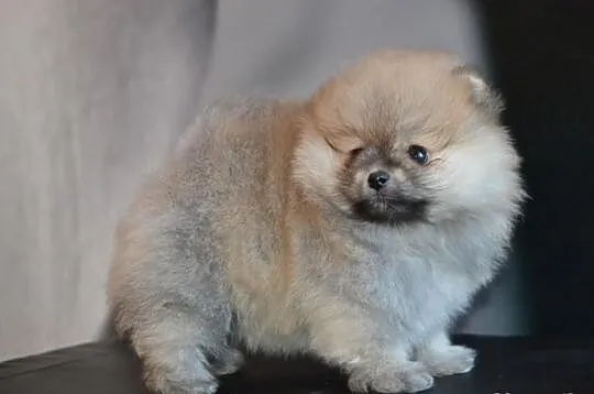 Szpic pomeranian/ FCI