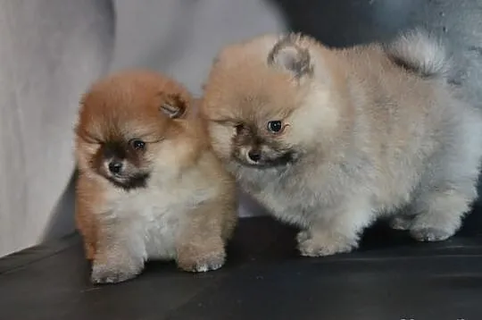 Szpic pomeranian/ FCI
