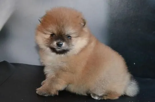 Szpic pomeranian/ FCI