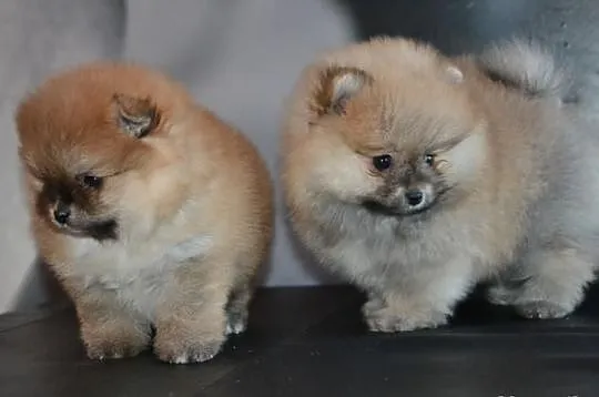 Szpic pomeranian/ FCI