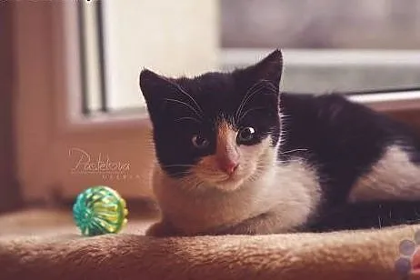 Kociak Nala śliczna kochana kotusia szuka domu! , 