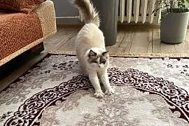 Kotek Ragdoll FPL