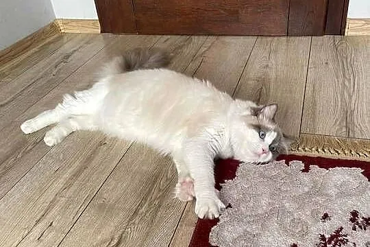 Kotek Ragdoll FPL, Łódzkie, Wieluń