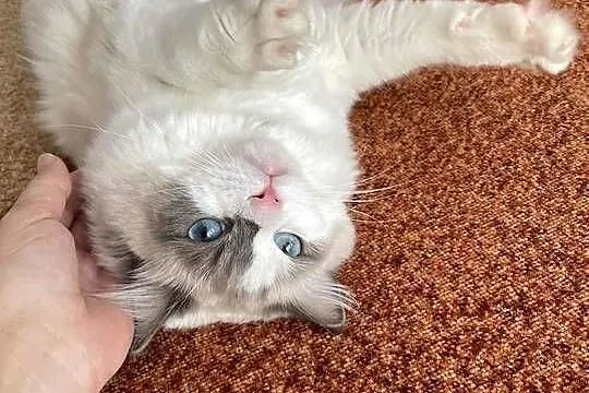 Kotek Ragdoll FPL, Łódzkie, Wieluń