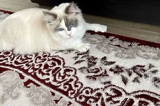 Kotek Ragdoll FPL, Łódzkie, Wieluń