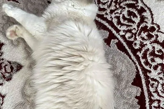 Kotek Ragdoll FPL, Łódzkie, Wieluń