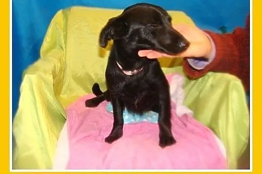 Mikrosuczka,5 kg,łagodna,młodziutka,wesoła ISKIERKA.Adopcja,  mazowieckie Warszawa