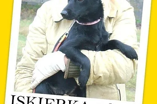 Mikrosuczka,5 kg,łagodna,młodziutka,wesoła ISKIERK
