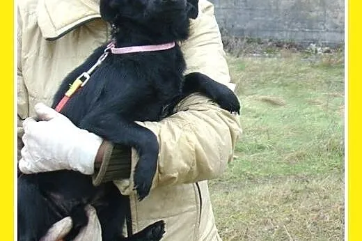 Mikrosuczka,5 kg,łagodna,młodziutka,wesoła ISKIERK