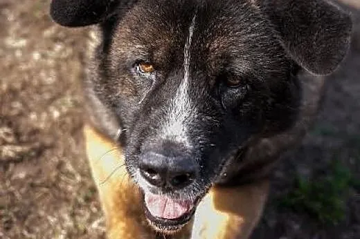 APSIK vel APE poleca się do adopcji,  dolnośląskie